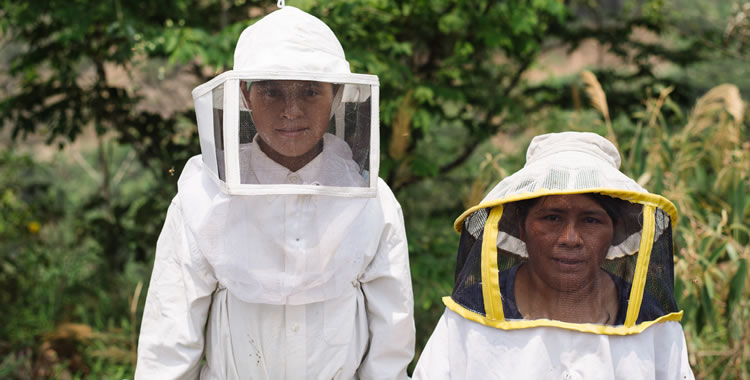 bee keeping maya ixil bee keeping maya ixil