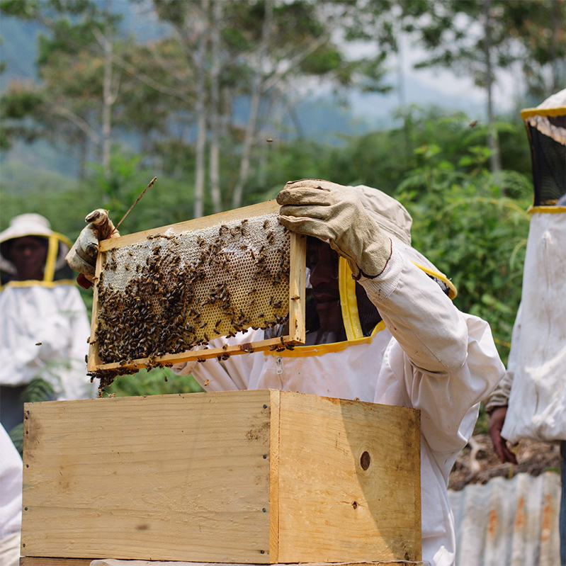 bee keeping maya ixil bee keeping maya ixil