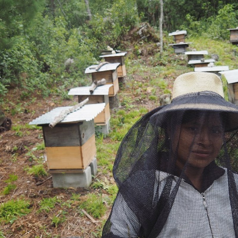 maya ixil 3 guatemala bees