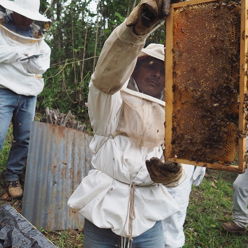 maya ixil bee maya ixil bee keepers